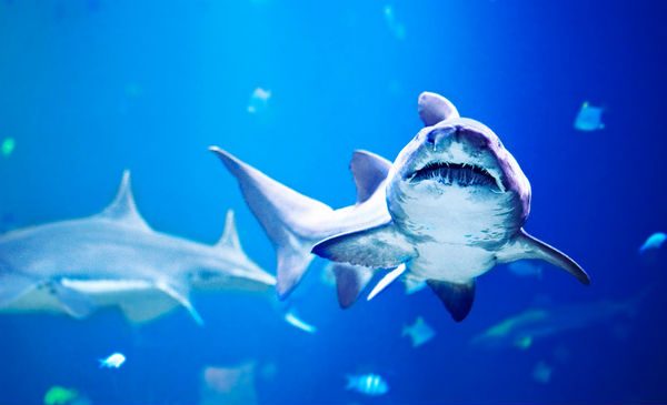 saker att göra på en dejt i göteborg