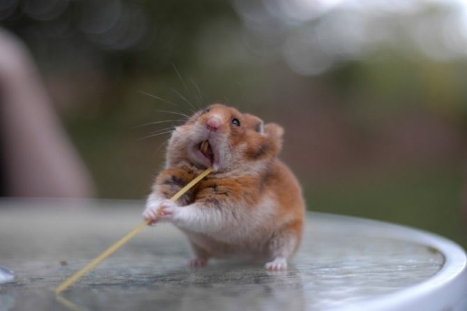 hamsterlabyrint