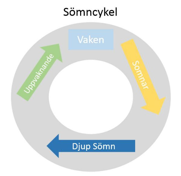 sömncykler