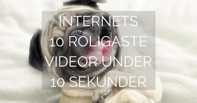 Internets 10 roligaste videor