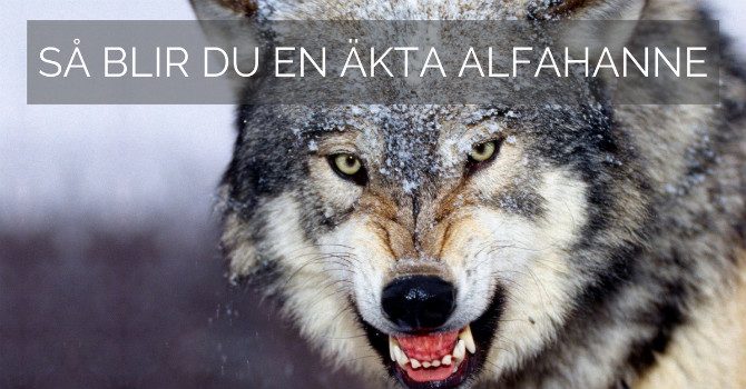 Alfahanne så blir du en Alfahanne så blir du en
