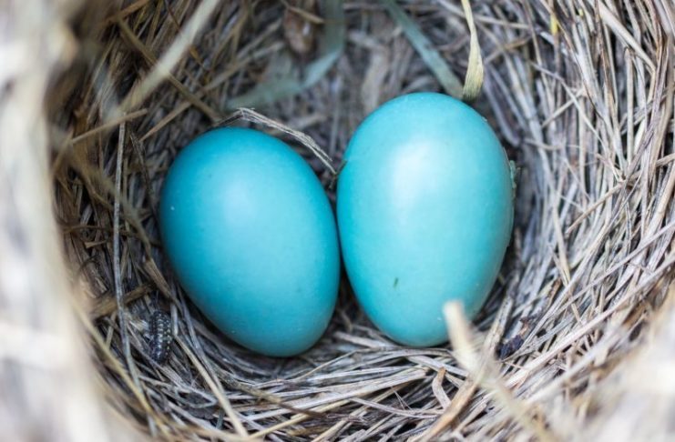 Varför får Man Blue Balls och vad är blue balls