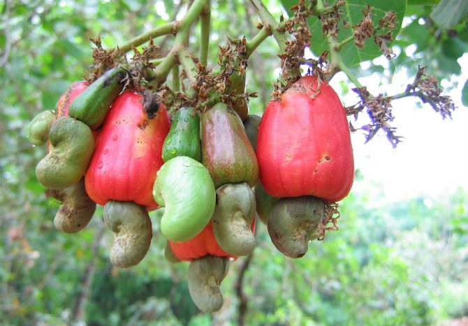 farlig mat cashewnötter