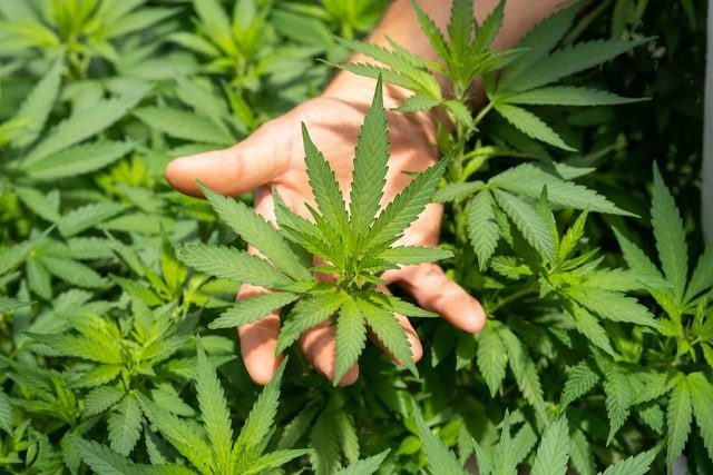 cbd vs thc