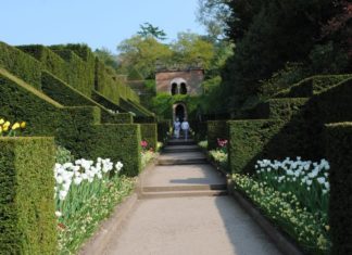 plantera häck