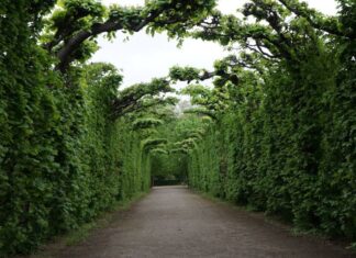 guide ta hand om Thuja-häckplantor