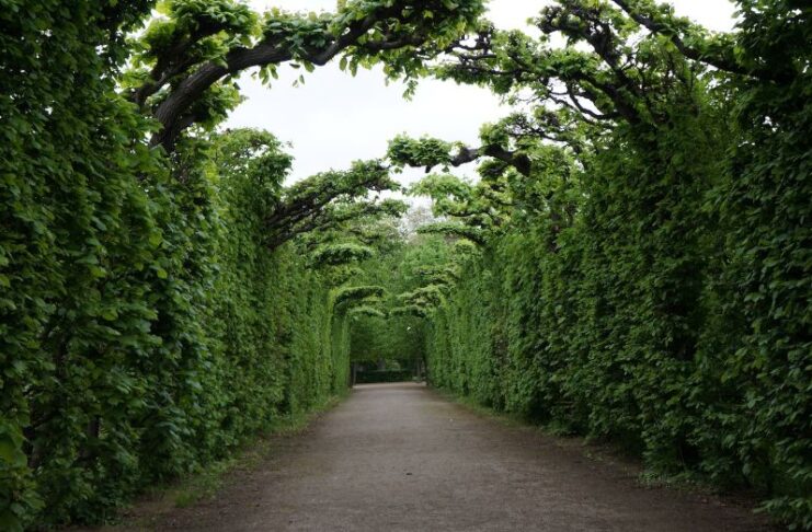 guide ta hand om Thuja-häckplantor