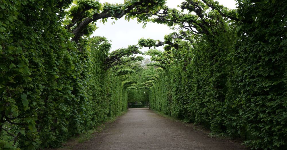 guide ta hand om Thuja-häckplantor