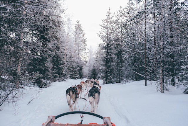 hundspann i Åre